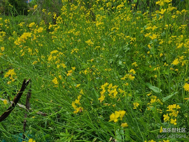 【菜花香】菜花飄香