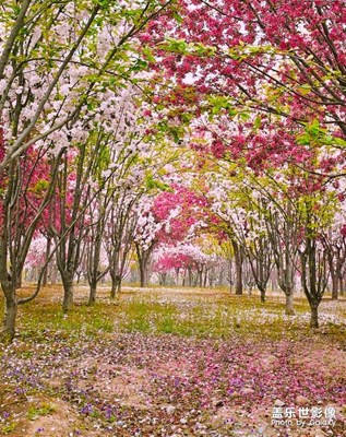 【最美人間四月天】+海棠花