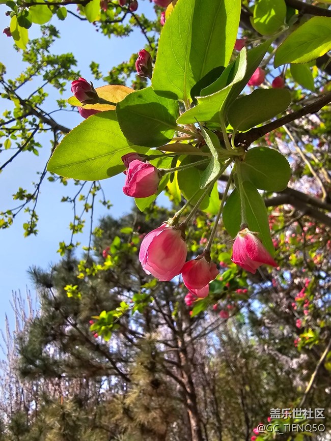 【春日影像詩】+美麗的花