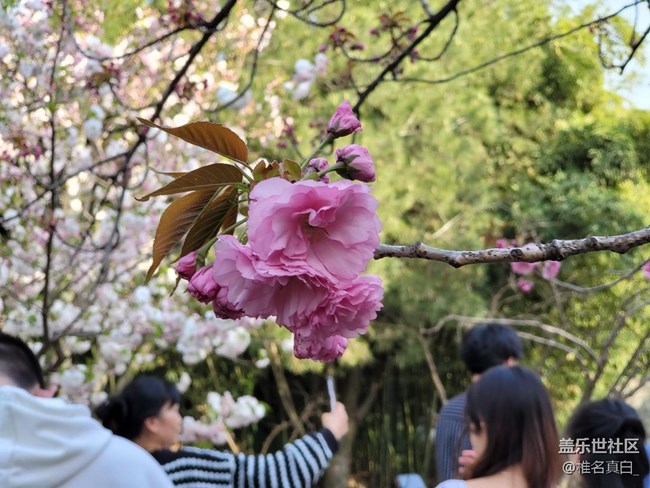 【共赴花期】櫻花綻放