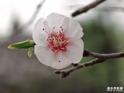 【最美人间四月天】+花开的季节