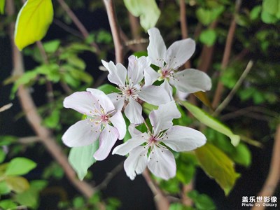 【最美人間四月天】+ 浪漫的春節(jié)