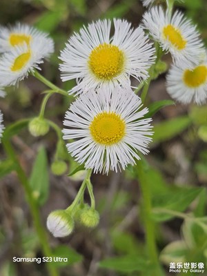 【最美人間四月天】+ 花開的季節(jié)