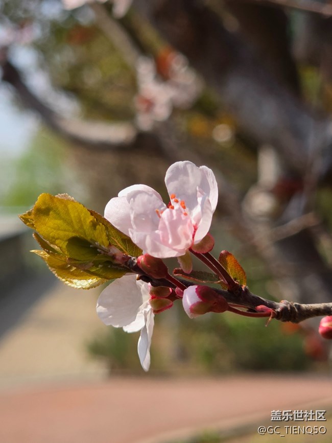 【春日影像诗】+美丽的花