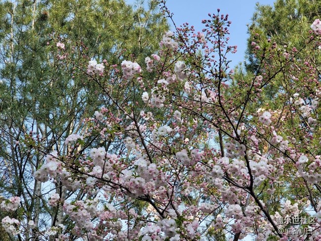 【共赴花期】櫻花綻放