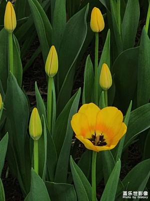 【最美人間四月天】四月芳菲郁金香