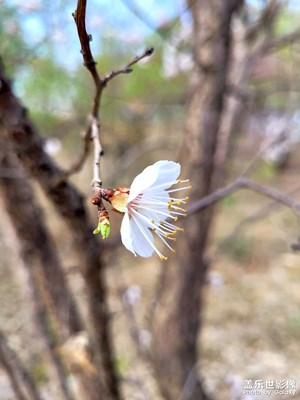 【最美人間四月天】+?春暖花開