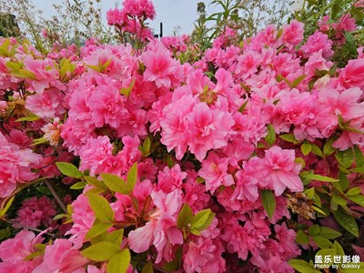 【最美人間四月天】+杜鵑花