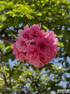 三月的樱花