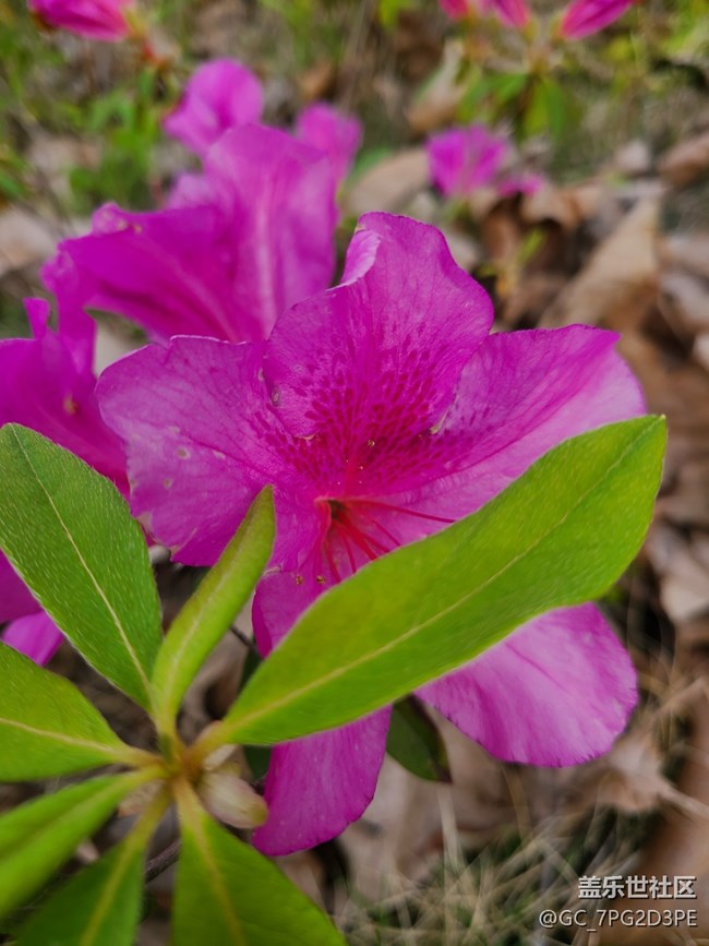 【尋找春天的味道】綠葉紅花