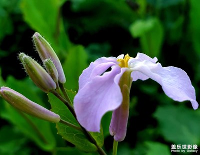 【最美人間四月天】+百花盛開