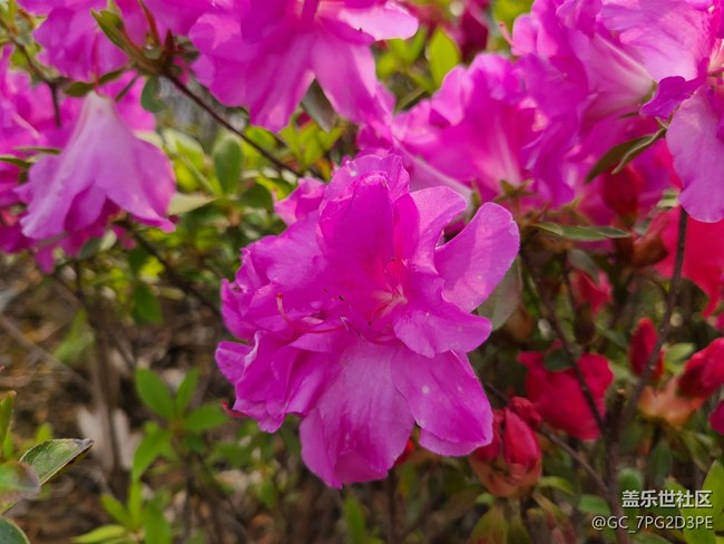 【尋找春天的味道】綠葉紅花