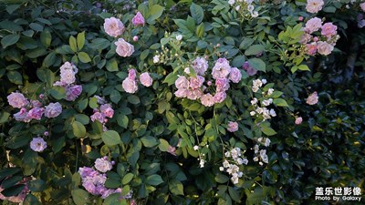 【最美人間四月天】+ 花朵