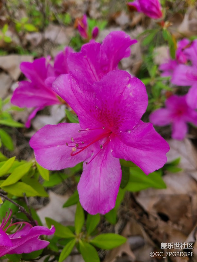 【尋找春天的味道】綠葉紅花