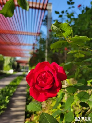 【最美人間四月天】+ 浪漫的季節(jié)