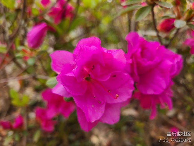 【尋找春天的味道】綠葉紅花