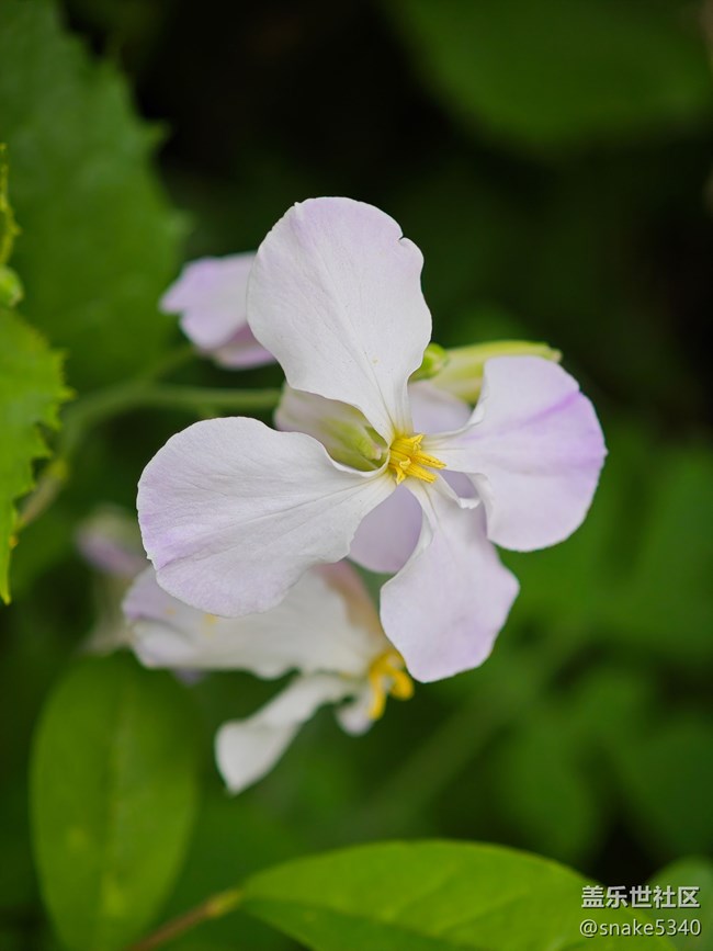 【花開(kāi)春來(lái)】+ 紫色小花