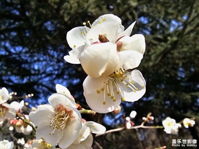 【最美人间四月天】+赏花的季节