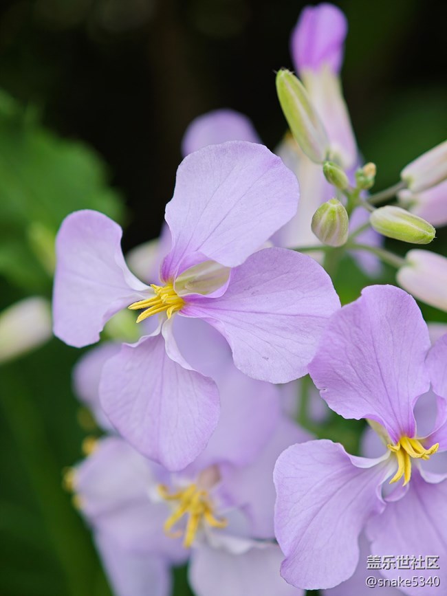 【花開(kāi)春來(lái)】+ 紫色小花
