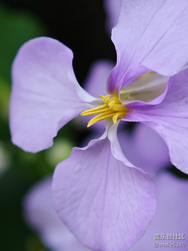 【花开春来】+ 紫色小花