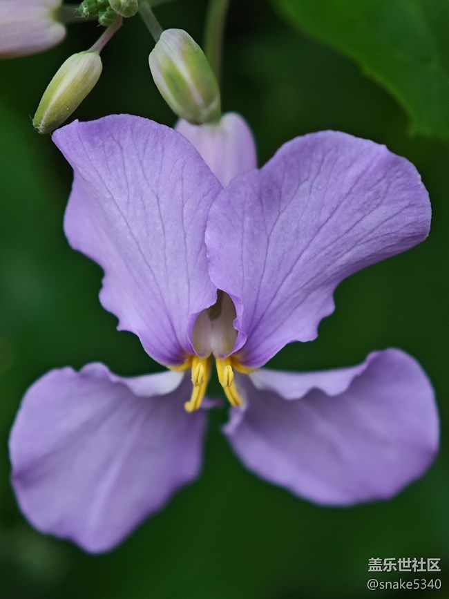 【花開(kāi)春來(lái)】+ 紫色小花