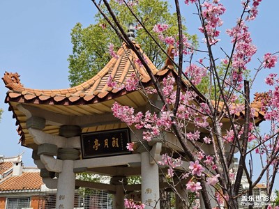 【最美人間四月天】鳥語花香