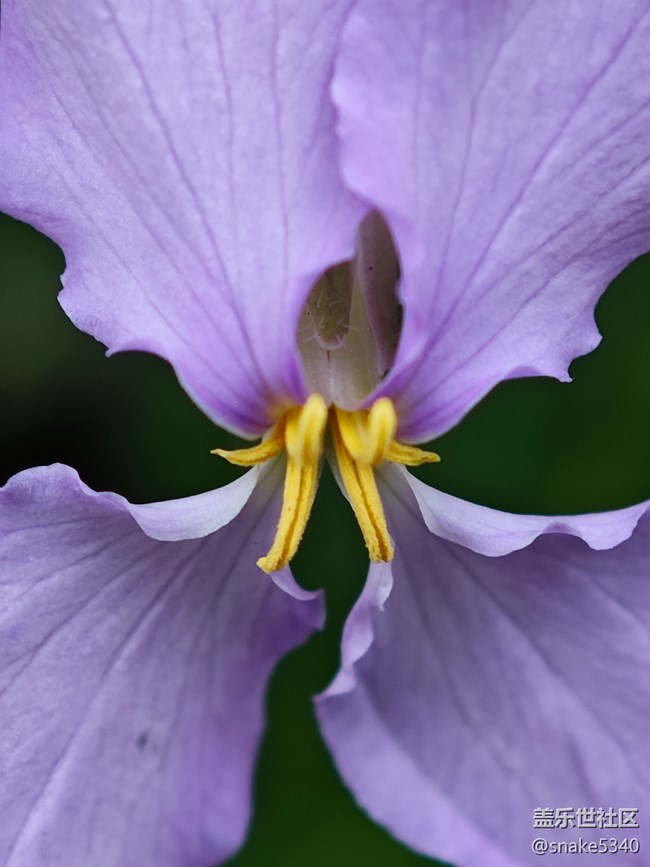 【花開(kāi)春來(lái)】+ 紫色小花
