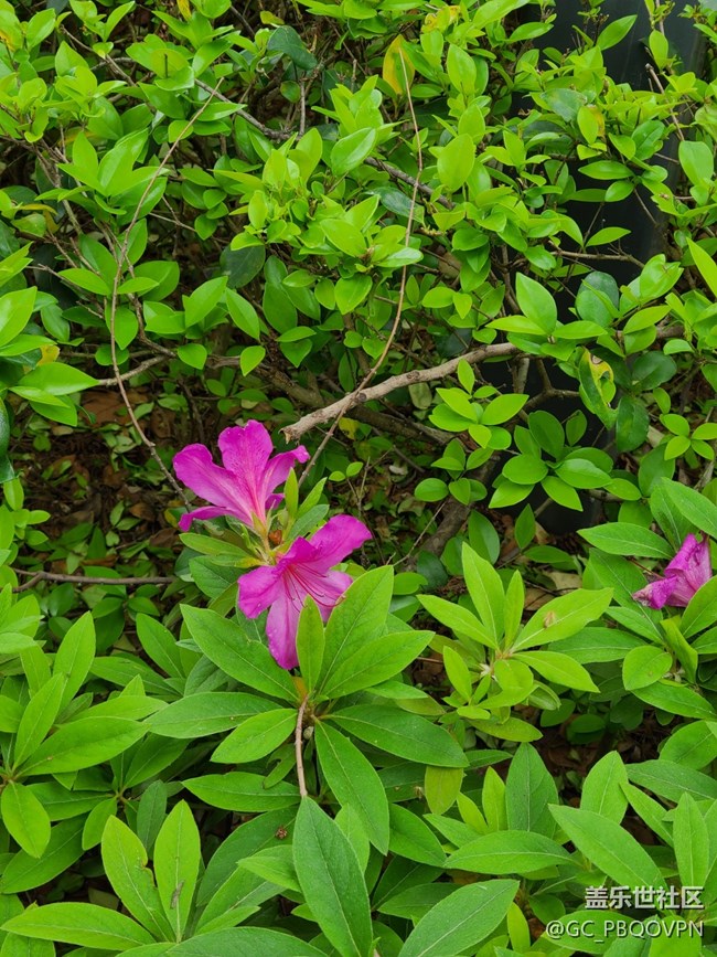 【尋找春天的味道】春暖花開