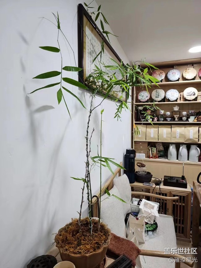 【春日影像詩】禪茶一味