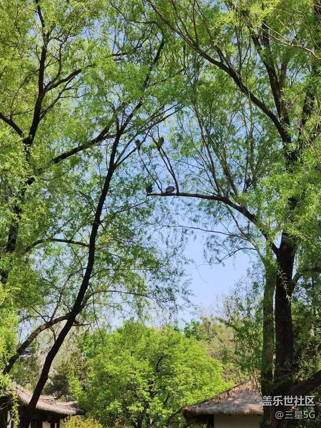 【春日影像詩】悠閑地鴿子