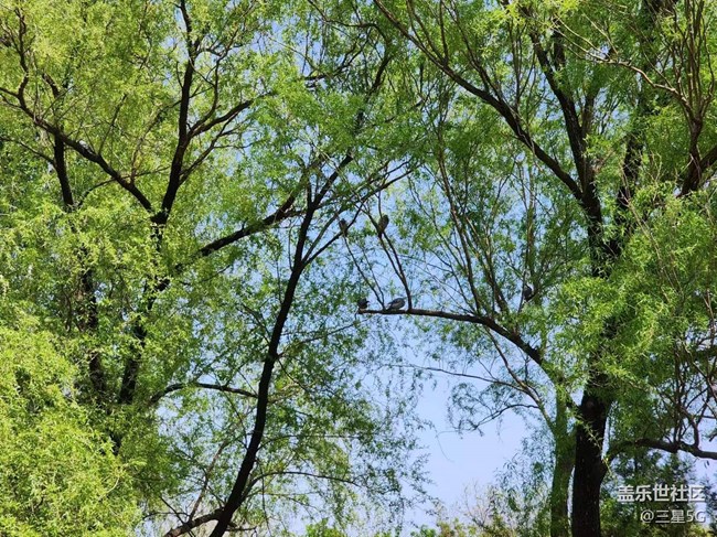 【春日影像詩】悠閑地鴿子