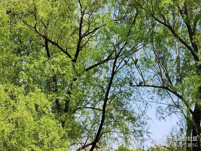 【春日影像詩】悠閑地鴿子