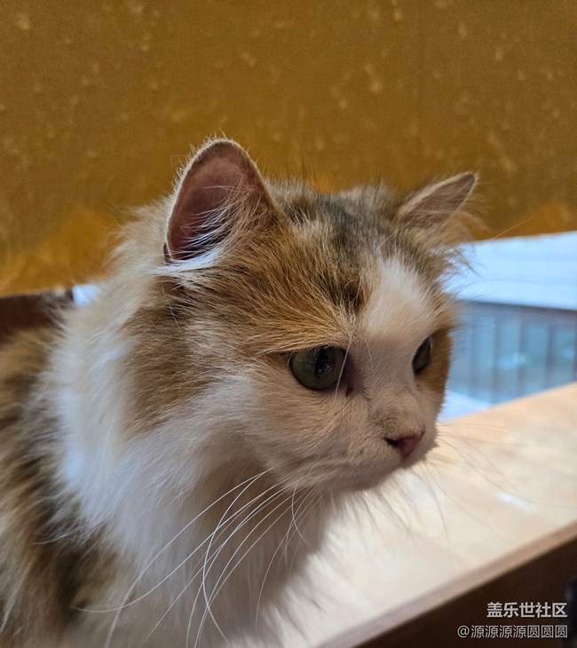 Galaxy S24眼中的貓貓