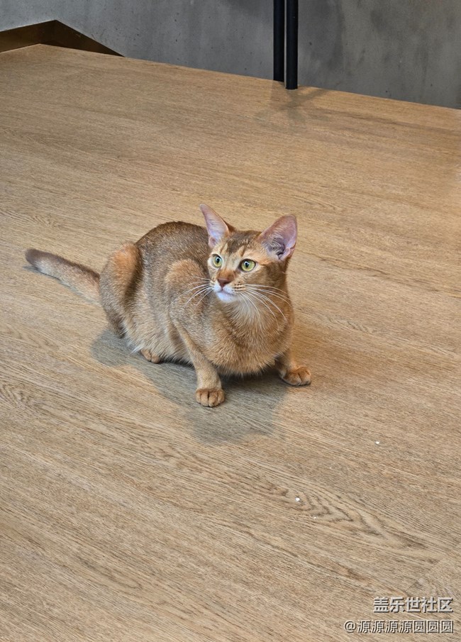 Galaxy S24眼中的貓貓