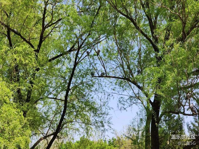 【春日影像詩】悠閑地鴿子