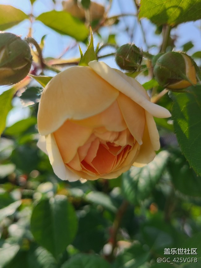 【尋找春天的味道】月季飄香