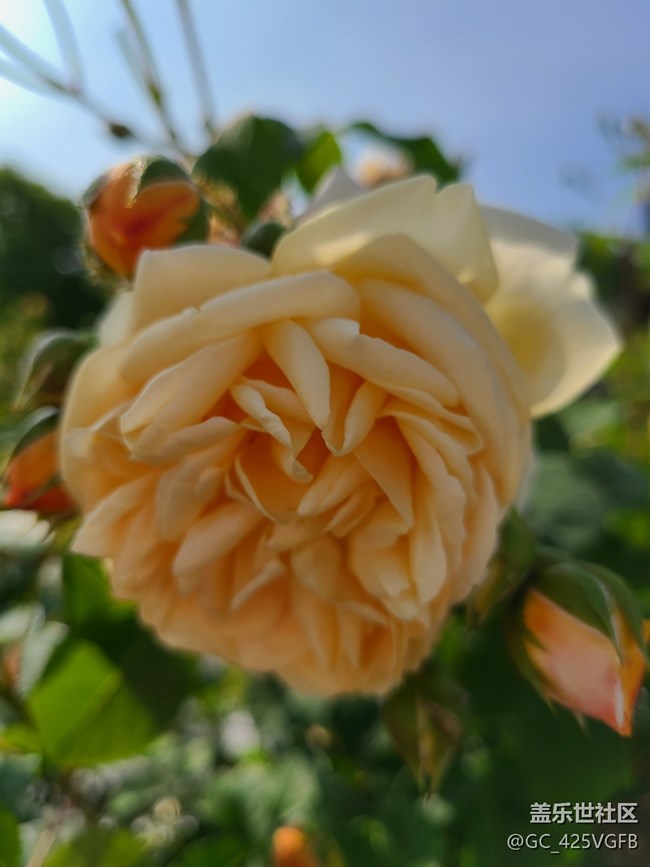 【尋找春天的味道】月季飄香