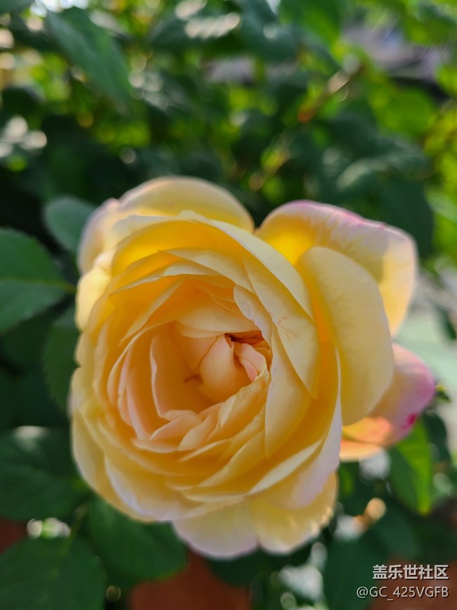 【尋找春天的味道】月季飄香