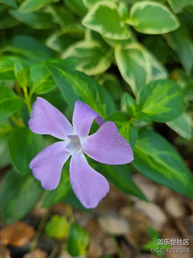 【花开春来】紫色小花