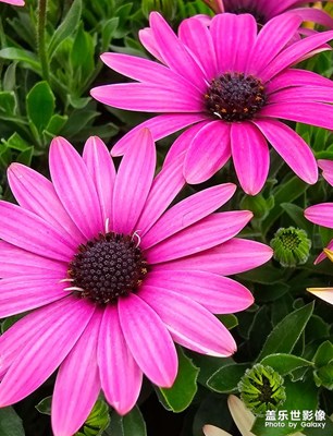 【最美人間四月天】+百花齊放