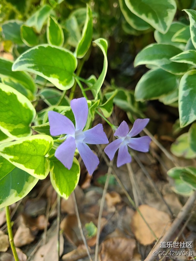 【花开春来】紫色小花