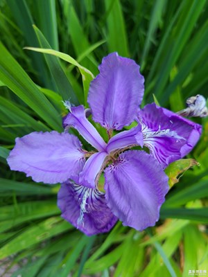 【最美人間四月天】+ 四月飄香