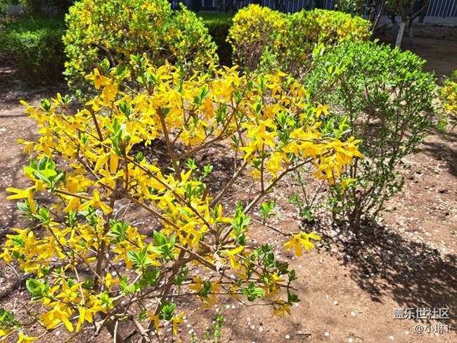 【草長鶯飛】春天的花朵