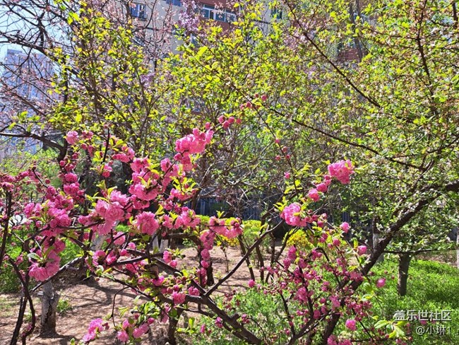 【草長鶯飛】春天的花朵