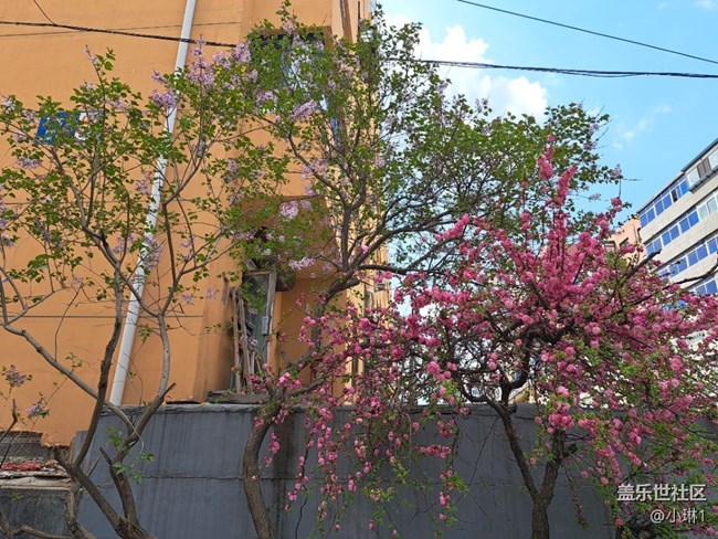 【草長鶯飛】春天的花朵