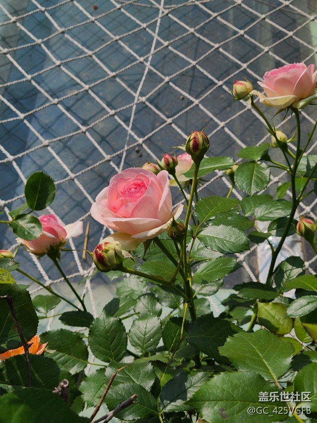 【尋找春天的味道】月季飄香