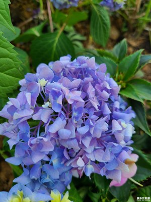 【最美人間四月天】+ 四月花開