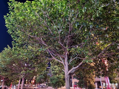 【三星手機(jī)的夜景】隨手拍