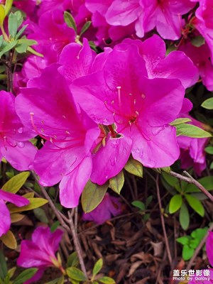 【最美人間四月天】藍天與花