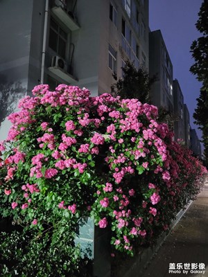 夜晚的薔薇月季花墻